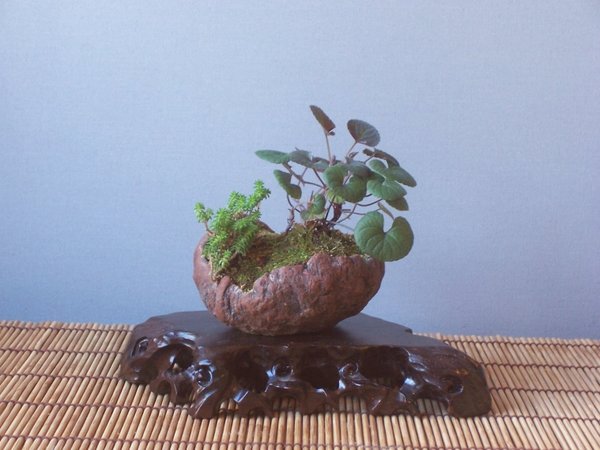 Kusamono mit Veilchen und Sedum.jpg