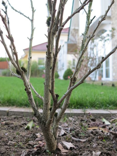 2017-04-04_baum2a.jpg