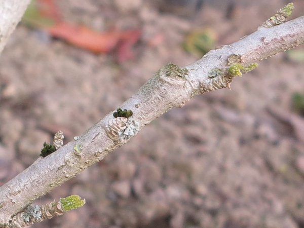 2017-04-04_baum2b.jpg