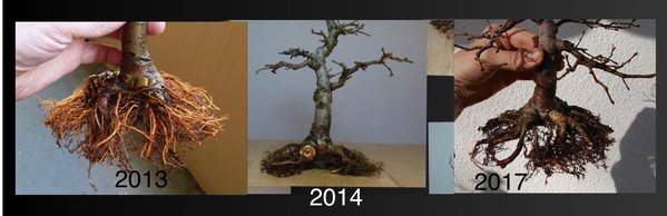 2013, 2014, 2017.jpg