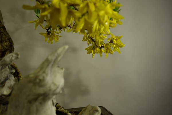 ein Frühlingsbild