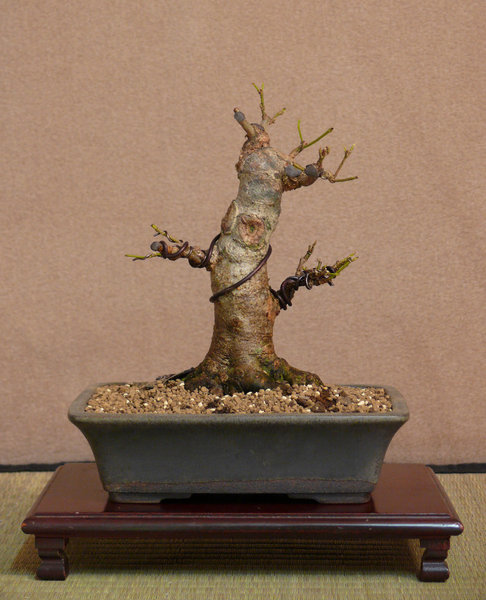 P1180525k.JPG