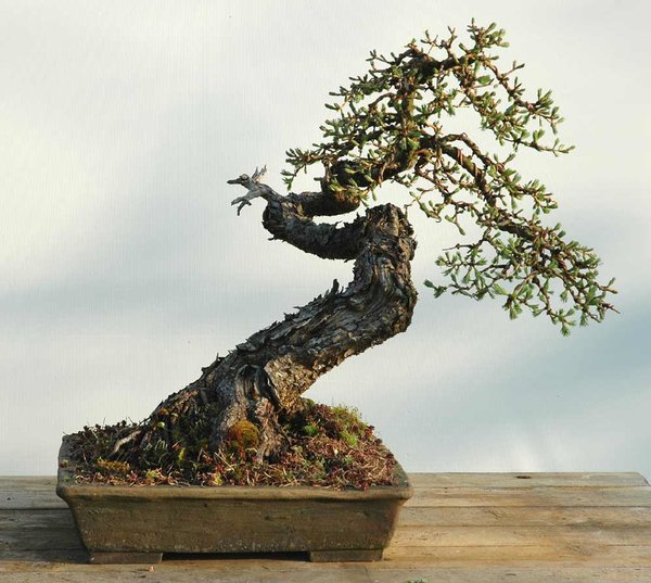 Larix-4.4.17_1web.jpg