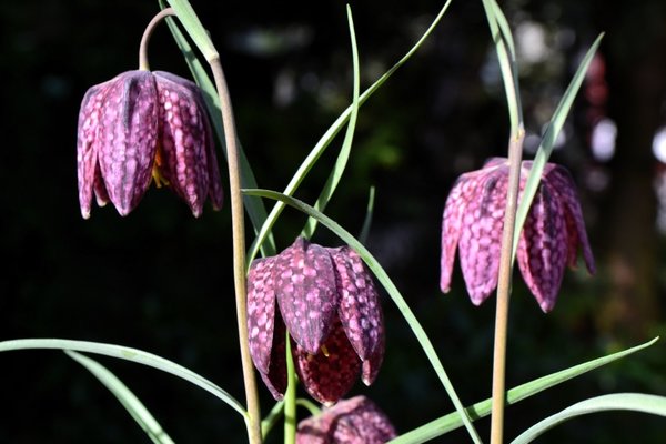 Fritillaria1.jpg