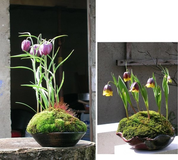Fritillaria.jpg
