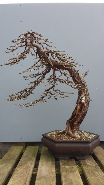 Februar 2017 - Der Baum nach der weiteren Entwicklung