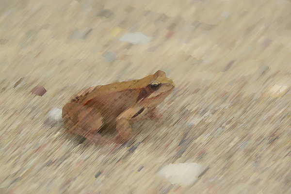 _DSC0082.jpg