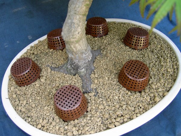 Nebari