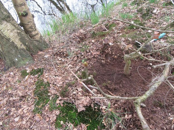 die Knospen schwellen an