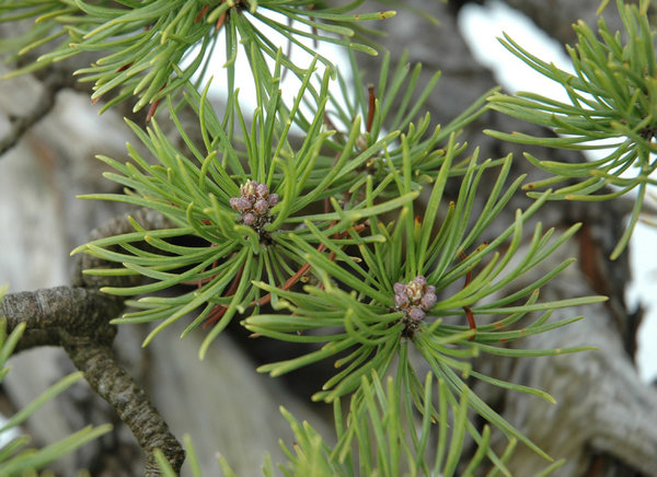 Blüten und die extrem wenigen Nadeln
