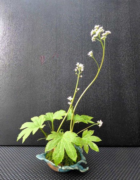 Ahornblatt Mukdenia