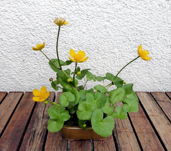 Sumpfdotterblume - seit fast 20 Jahren in der Schale!