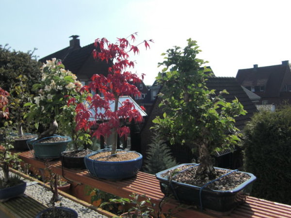 CIMG0906.JPG