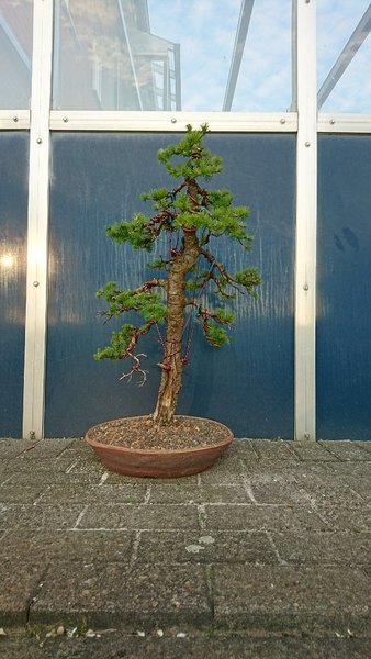 DSC_0002-540x960.JPG