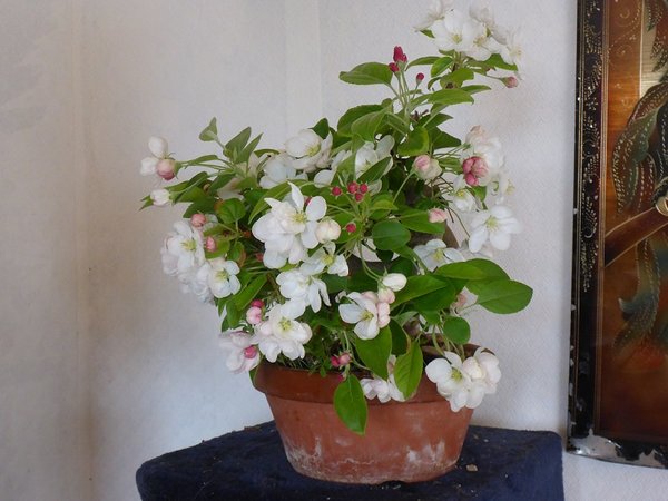 bonsai 016b.....jpg
