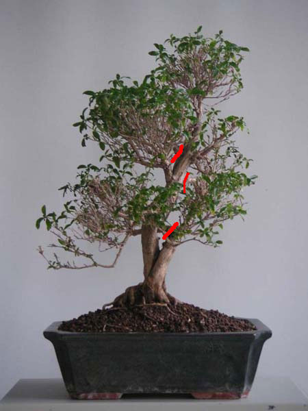 Kim´s-Serissa.jpg