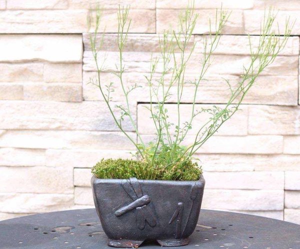 Gartenkresse