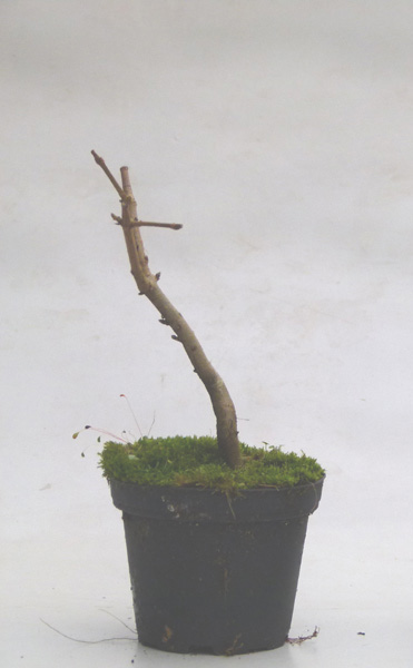 2016_Ahorn_Nr_2.jpg