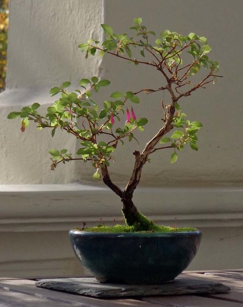 Fuchsie 2016-10-18.jpg