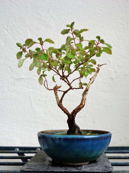 Fuchsie 2017-04-24_4.jpg