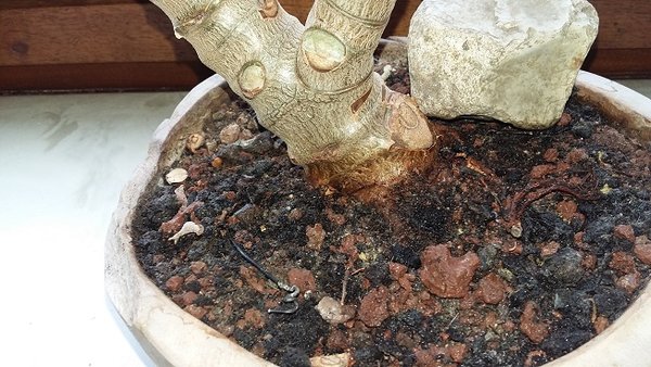 20170425_155512.jpg