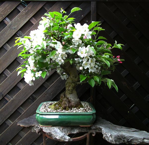 Höhe 50 cm