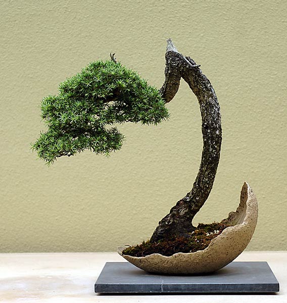 Tsuga mertensiana