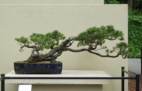 Pinus contorta