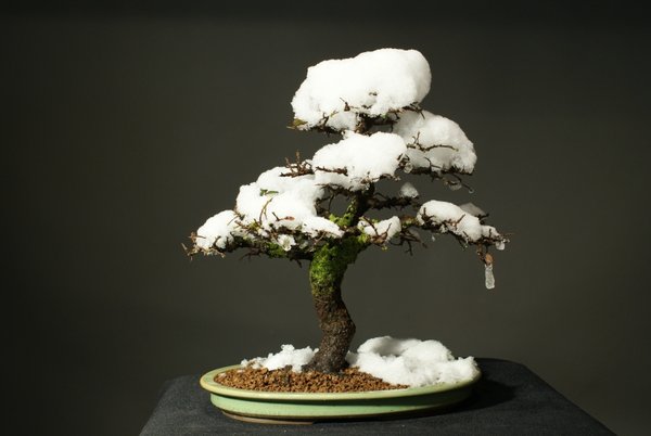 Winterfreuden