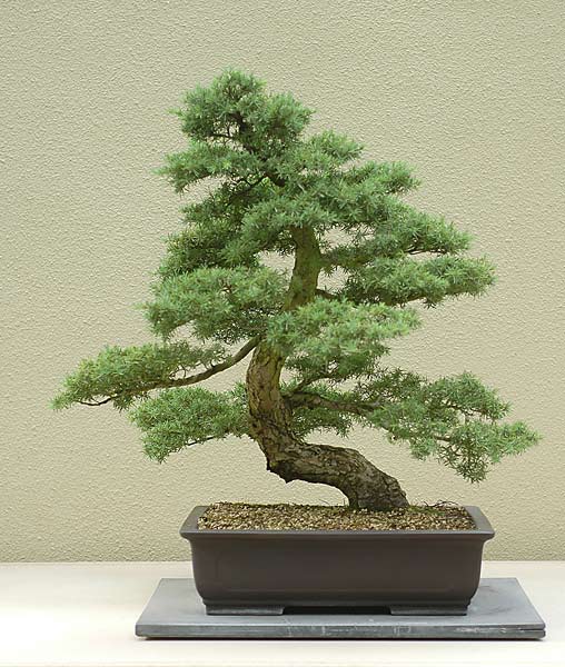 Tsuga