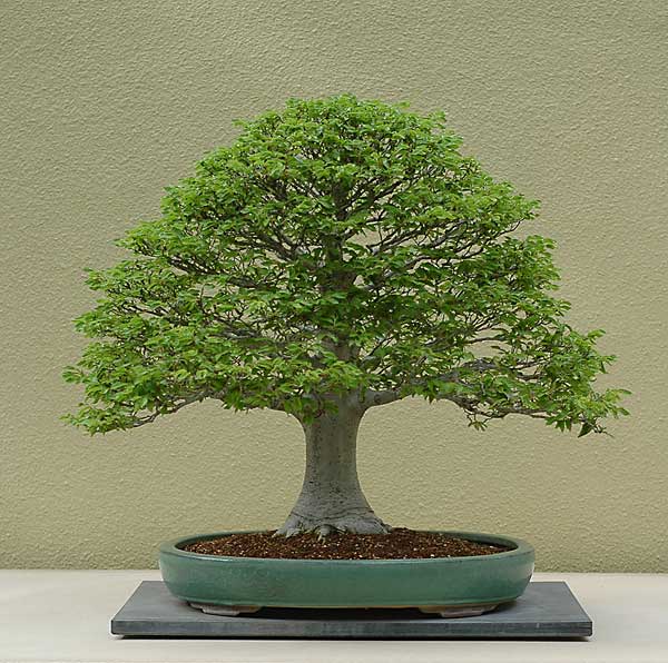 Celtis sinensis