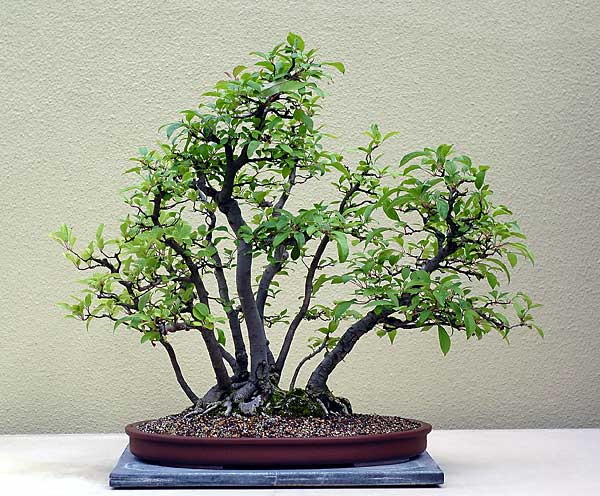 Wildapfel