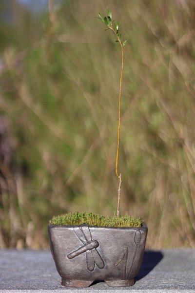 Die Kresse ist in den Garten gewandert, hiermit (ist das eine kleine Weide?) passen Topf und Pflanze besser zusammen.