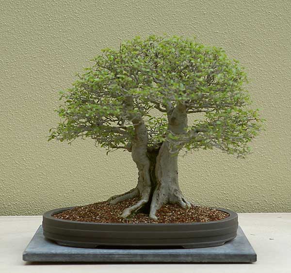 Celtis sinensis