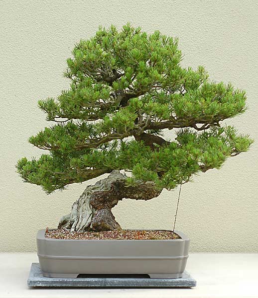 Pinus contorta
