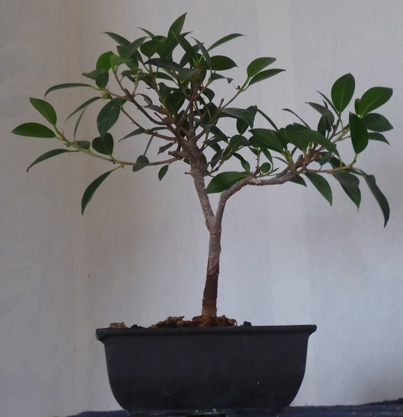 ficus 004b....jpg