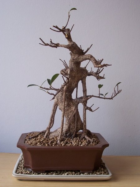 Ficus am 7.5.2017 geschnitten.jpg