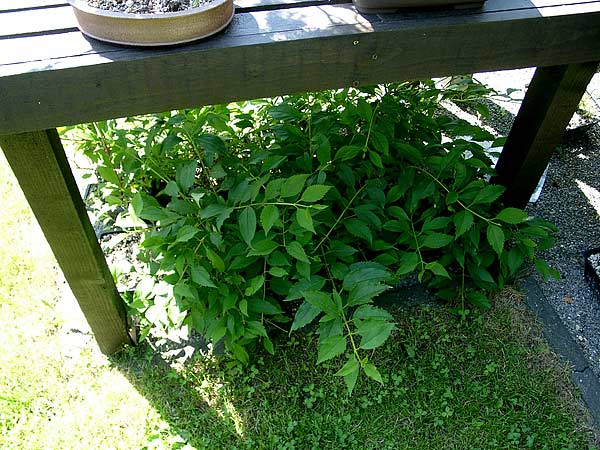 Garten06.jpg