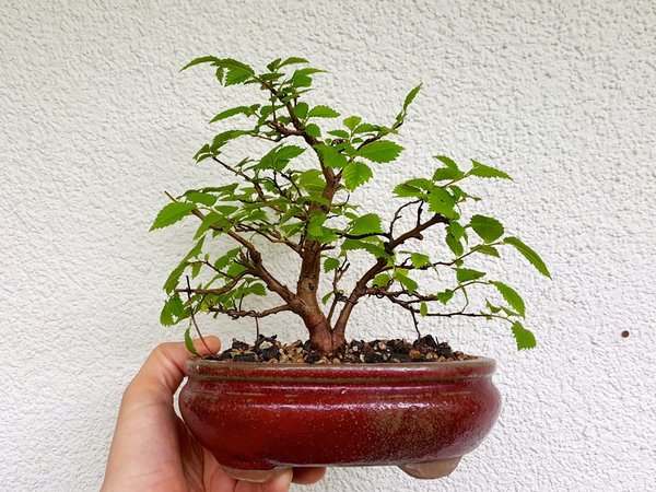20170509_111126.jpg