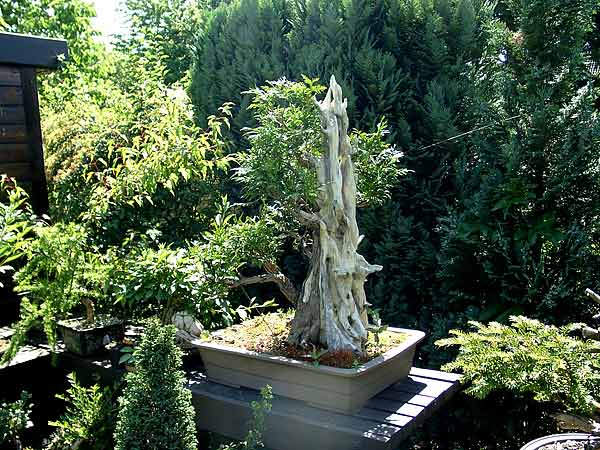 Garten16.jpg