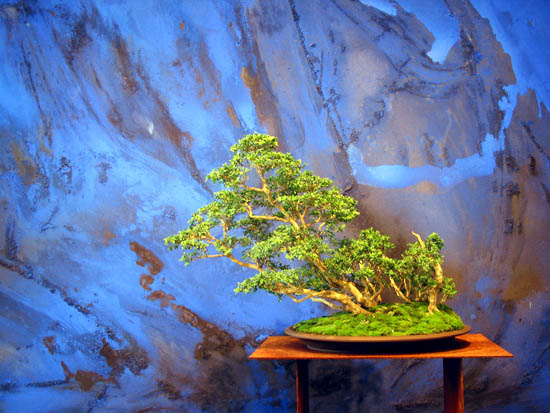 2004_Bonsai-Walldorf-10.jpg