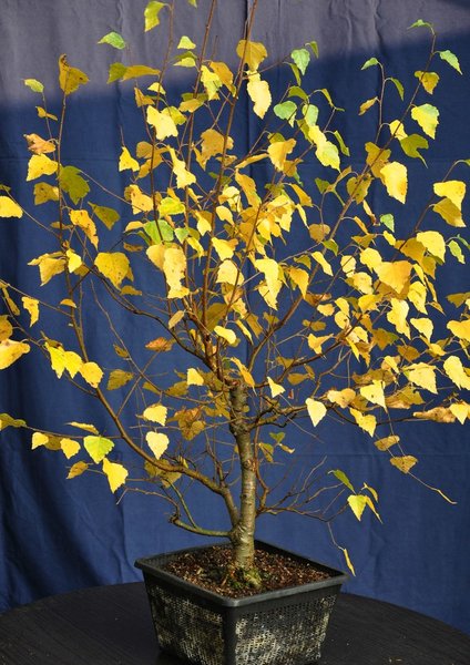 Oktober 2011