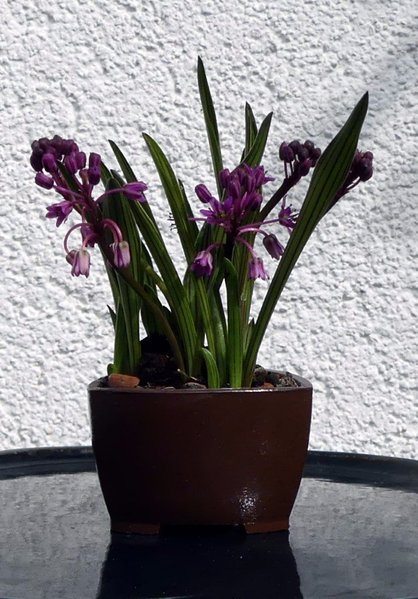 Ledebouria cooperi