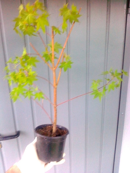 2012-07-20 -4.jpg