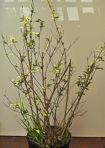 comp_Falscher Jasmin -  (1).jpg