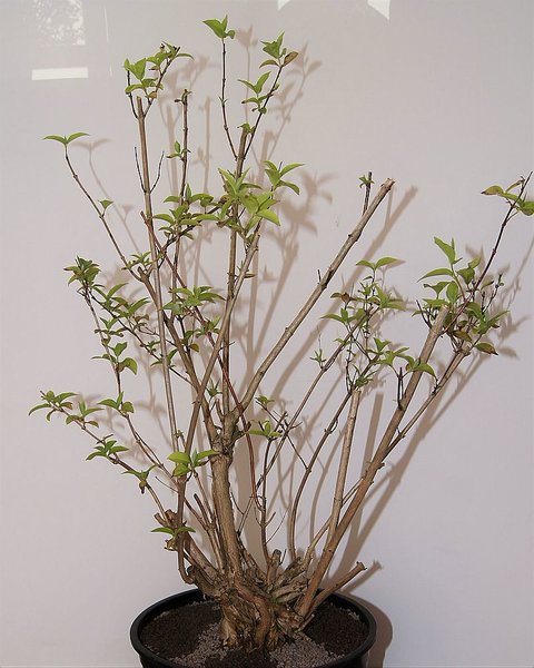 comp_Falscher Jasmin -  (4).jpg