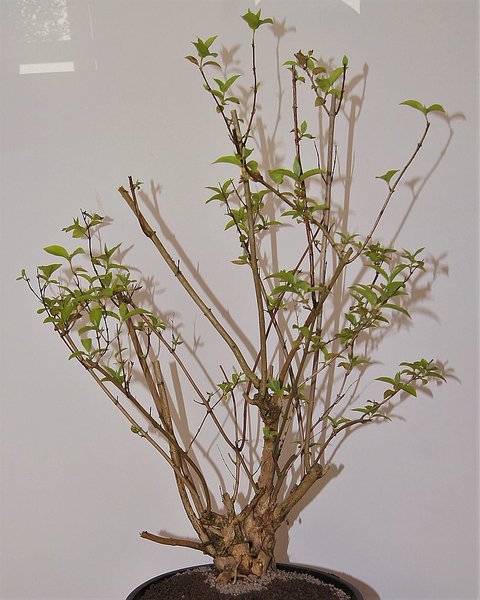 comp_Falscher Jasmin -  (5).jpg