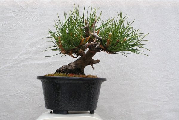 Bergkiefer