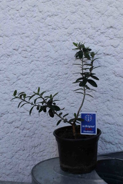 Olive 1