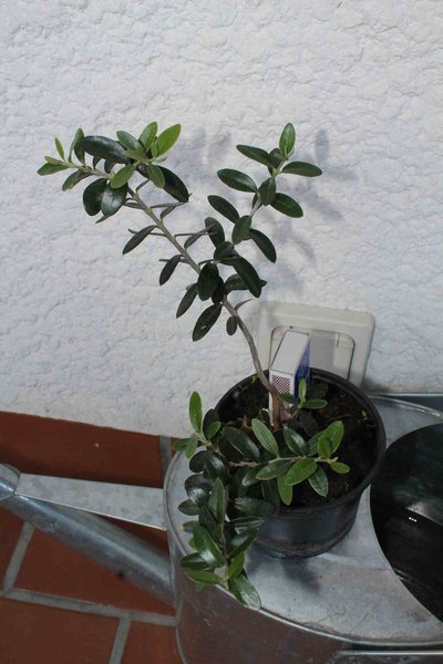 Olive 1